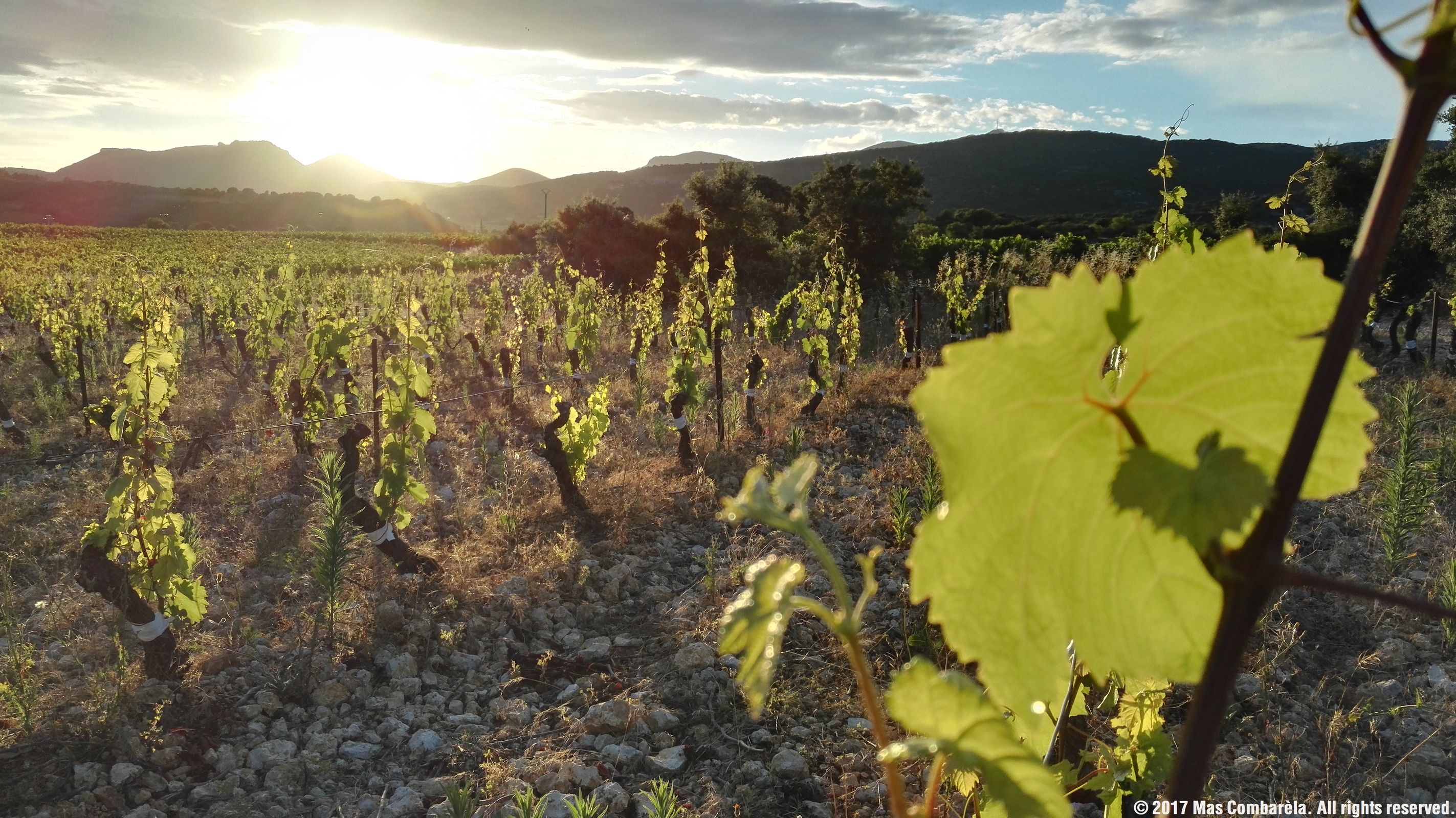 Terrasses Du Larzac Le Rouge Et Le Blanc