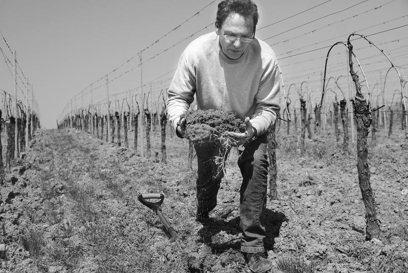Patrick Meyer in one of his plots, Alsace (picture Patrick Faccioli)