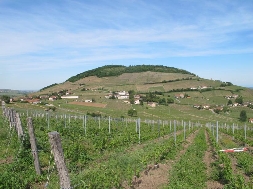 Mount Brouilly, fake volcano and singular landscape of Beaujolais. In the glasses, it's a well-typed wine.