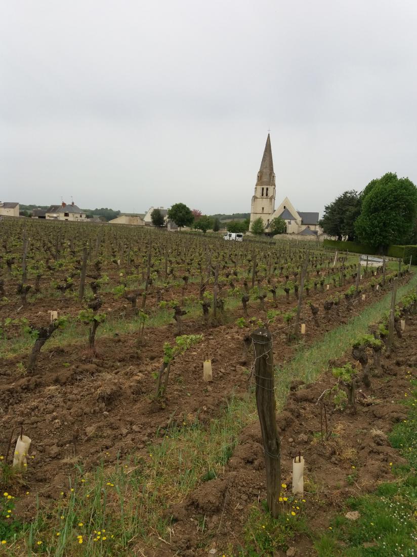 Plot of the Grand Clos à Souzay-Champigny