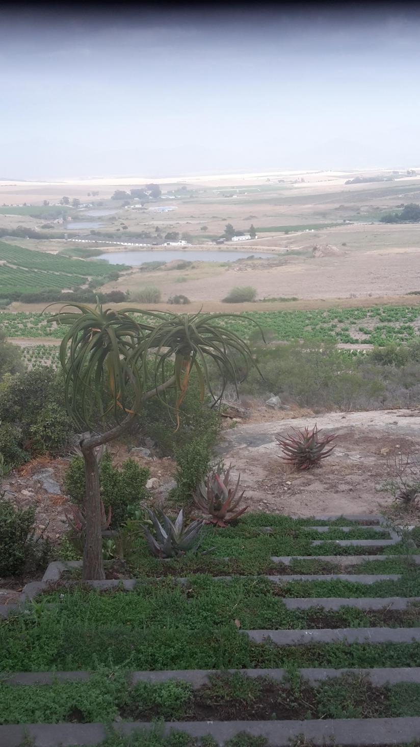 Exotic environment for the South African vineyards; Here the estate of Adi Badenhorst.